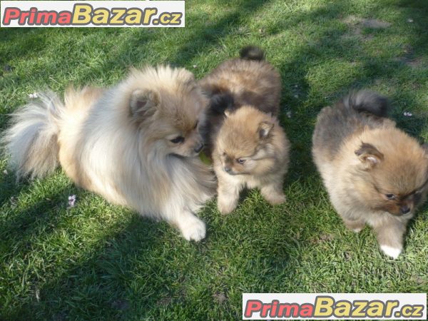 Trpaslicí špic/Pomeranian na prodej s PP – fotografie 5