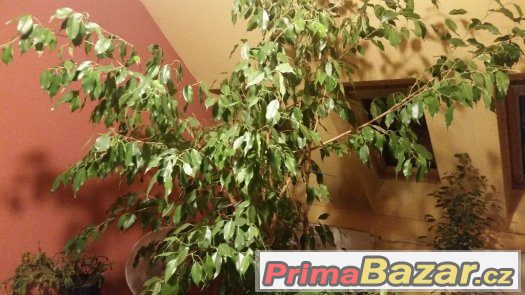 Ficus benjamina – fotografie 1