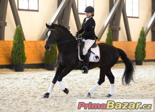 DIAMANT 424, Connemara PONY , AP ČSP - připouštění – fotografie 2