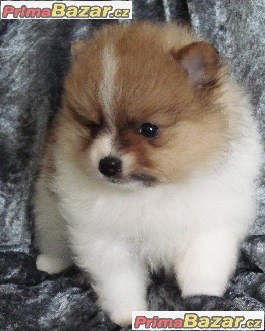 Nemecký špic malý, trpaslicí /pomeranian – fotografie 2