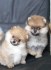 Trpaslicí špic/Pomeranian
