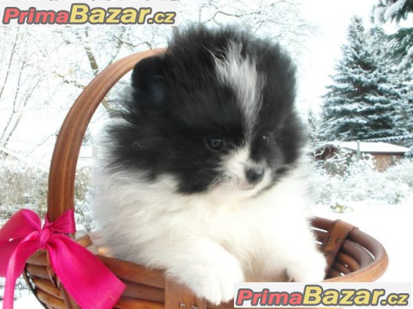 Pomeranian / Nemecký špic trpaslicí – fotografie 2