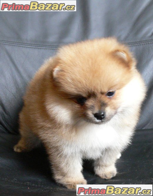 Pomeranian / Nemecký špic trpaslicí – fotografie 3