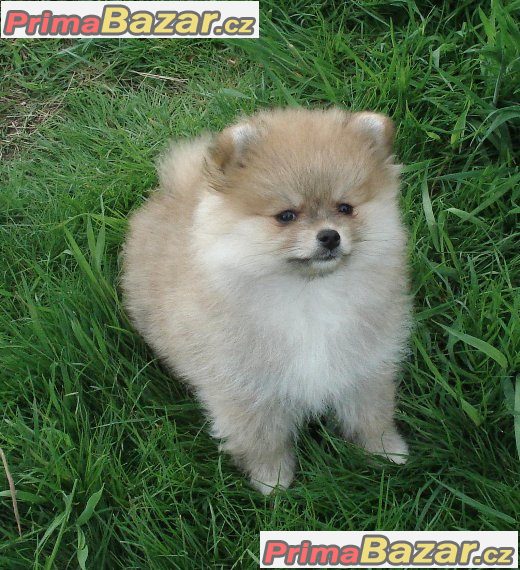 Pomeranian / Nemecký špic trpaslicí – fotografie 5