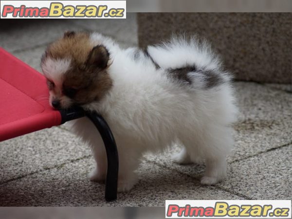 Nemecký trpaslicí špic/pomeranian – fotografie 1