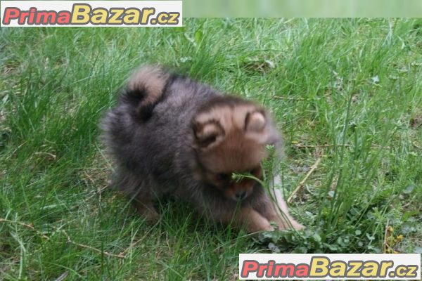 Nemecký trpaslicí špic/pomeranian – fotografie 4