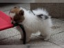 Nemecký trpaslicí špic/pomeranian