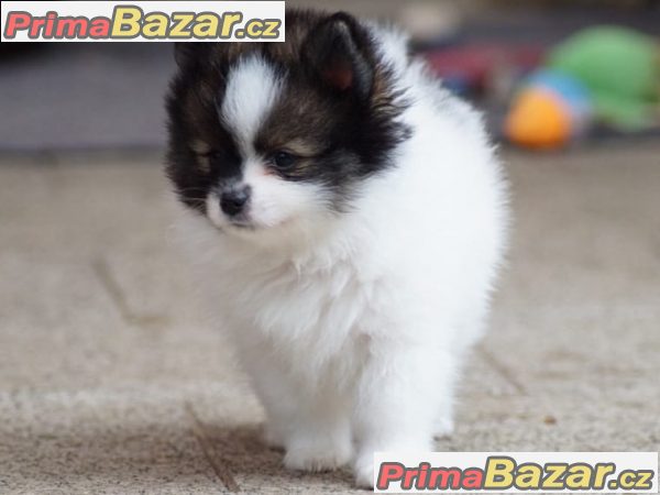 Pomeranian štenata – fotografie 2
