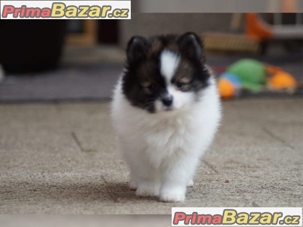 Pomeranian štenata – fotografie 3