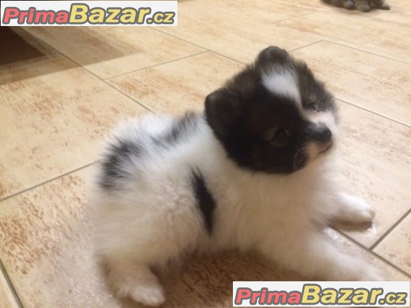 Pomeranian štenata – fotografie 5