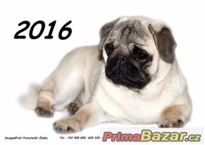 Kalendář Mopsíci 2016 - NOVÉ (dvouměsíční)