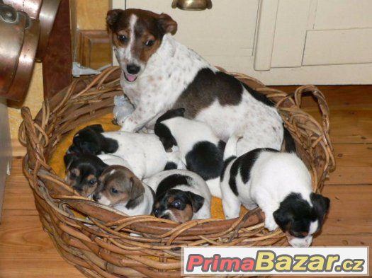 Prodám štěňátka Jack Russell Teriéra – fotografie 3