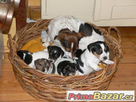 Prodám štěňátka Jack Russell Teriéra – fotografie 4