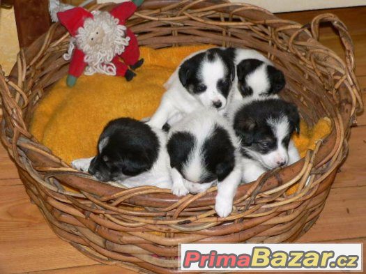 Prodám křížence Jack Russell T a bílého Německého Špice – fotografie 1