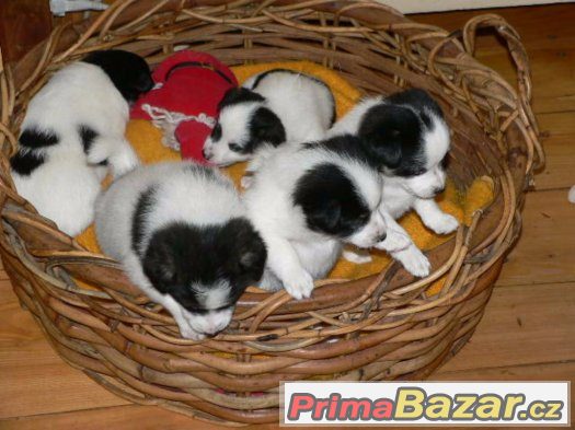 Prodám křížence Jack Russell T a bílého Německého Špice – fotografie 3
