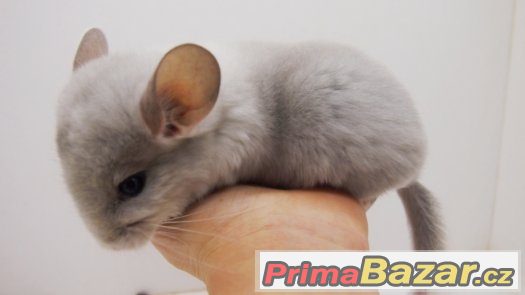 činčila - white violet sc – fotografie 1