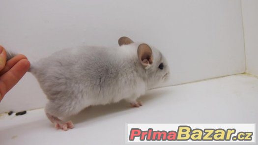 činčila - white violet sc – fotografie 2