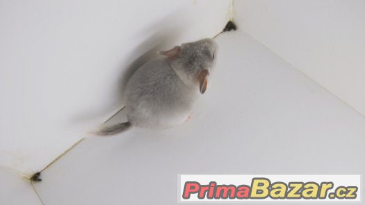 činčila - white violet sc – fotografie 5
