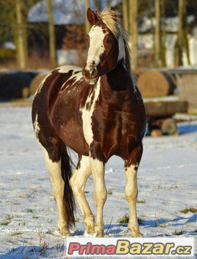 Připouštění homozygotním hřebcem APH – fotografie 3