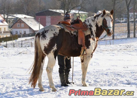 Připouštění homozygotním hřebcem APH – fotografie 4