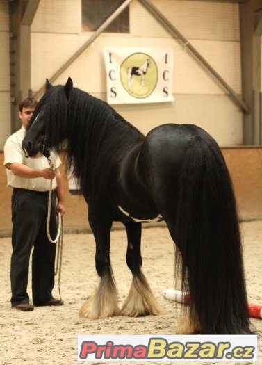 Připouštění Irský cob / tinker – fotografie 5