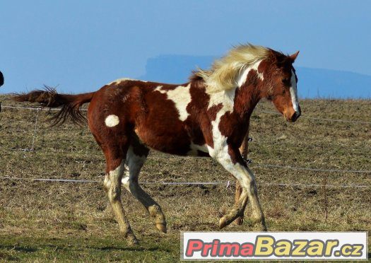 Klisnička APH – fotografie 1
