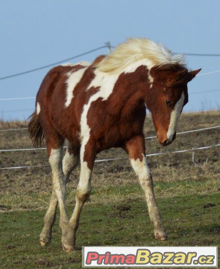 Klisnička APH – fotografie 4