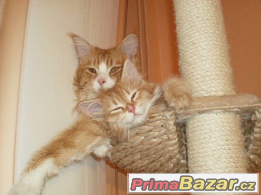 mainský mývalí kocour bez pp ke krytí – fotografie 3