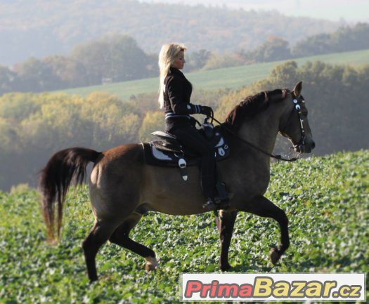 Připouštění importovaným hřebcem AQH - MITO POKE - buckskin – fotografie 4