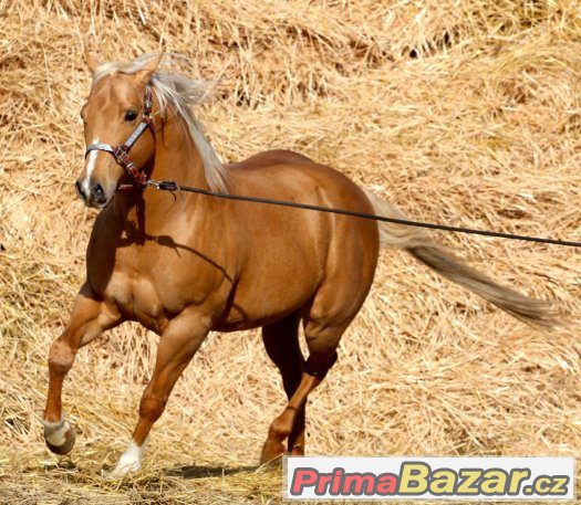 Připouštění nádherným plemenným hřebcem AQH - palomino – fotografie 5