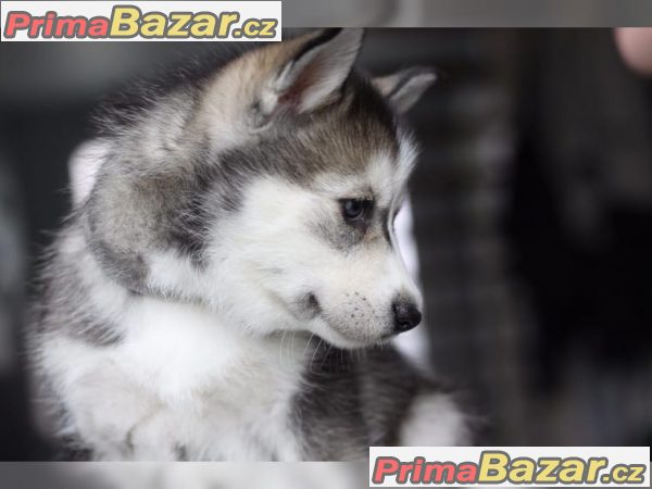 Čistokrevná modré oči sibiřský husky Štěňata