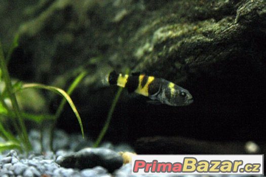 Hlavačka zlatopásá – fotografie 2