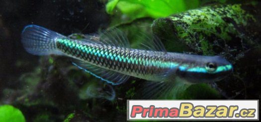 Hlaváč neon blue - řasožravá – fotografie 2
