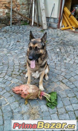 Nabízím psa NO ke krytí – fotografie 1