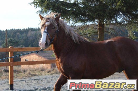 Připouštění slezským norickým hřebcem- 2202 Burbon z Lovčič – fotografie 2