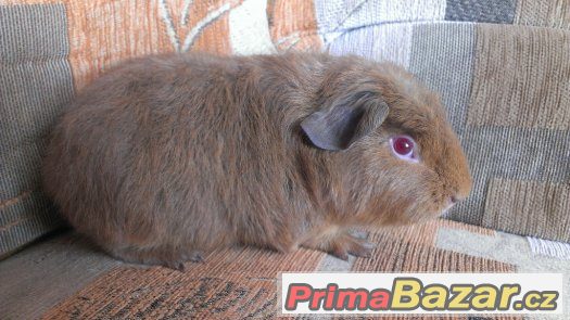 Cuy morče - rex crested sameček Mark – fotografie 1