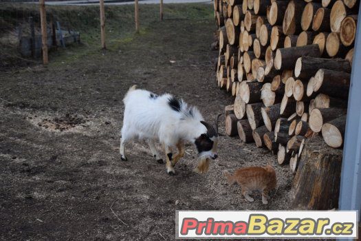 Holandský zakrslý kozel – fotografie 2