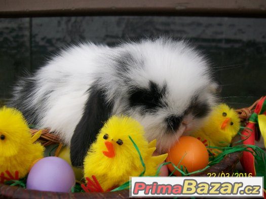 Zakrslí králíčci a beránci- odběr klidně na Velikonoce ♥ ♥ ♥ – fotografie 1