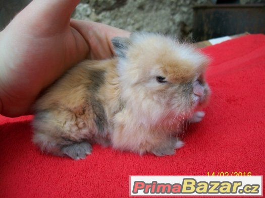 Zakrslí králíčci k rezervaci ♥♥♥ i teddy beránci... ♥♥♥ – fotografie 2