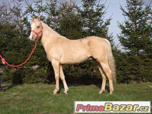 Připouštění Quarter horse hřebcem - zaváděcí cena – fotografie 3