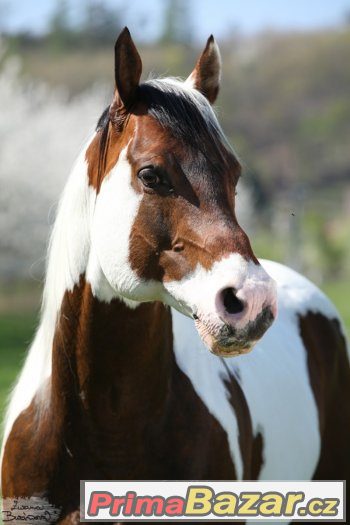 Levné připouštění hřebcem PAINT HORSE – fotografie 5