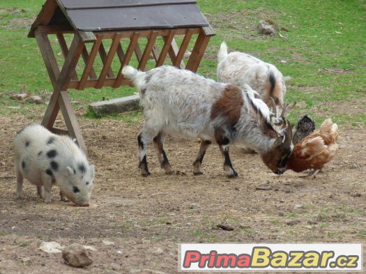 ustájení koní -Kroměřížsko – fotografie 5