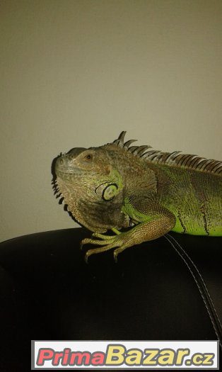 Leguán zelený – fotografie 1