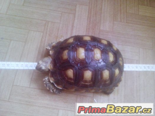 Centrochelys (Geochelone) sulcata – fotografie 1
