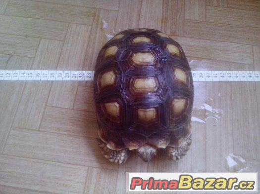 Centrochelys (Geochelone) sulcata – fotografie 2