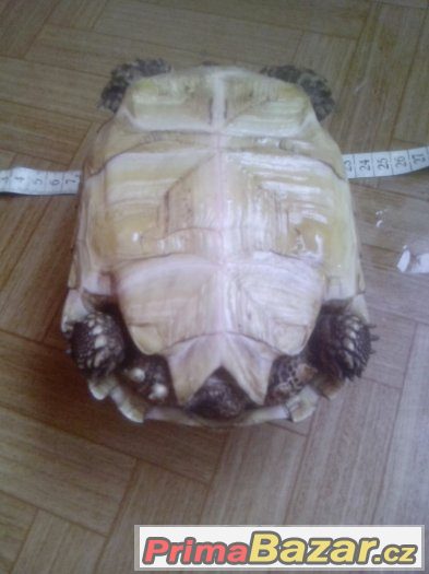 Centrochelys (Geochelone) sulcata – fotografie 5