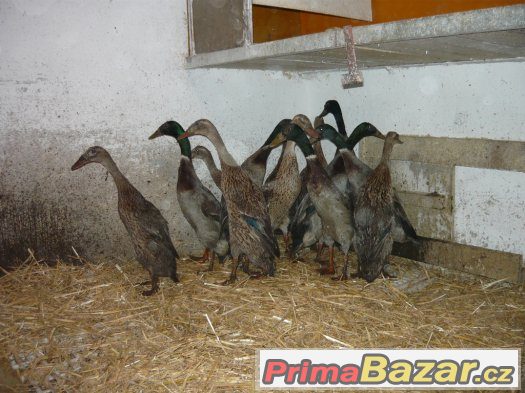 indický běžec – fotografie 1