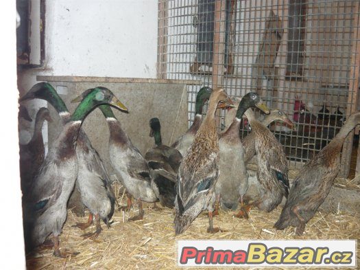 indický běžec – fotografie 2
