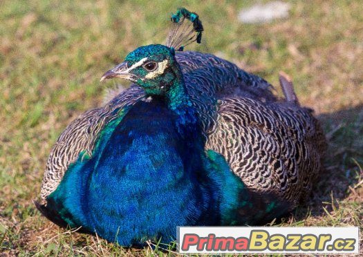 Prodám zvířata z farmy z důvody nemoci chovatele, pávy, nand – fotografie 3