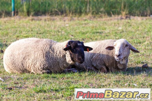 Prodám zvířata z farmy z důvody nemoci chovatele, pávy, nand – fotografie 4